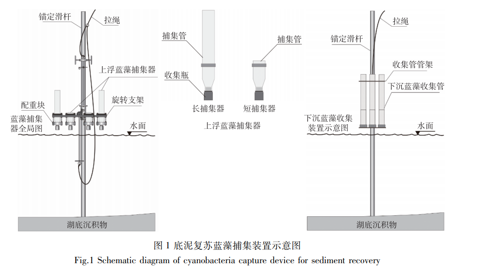 巢湖西湖心底泥藍(lán)藻對水體藍(lán)藻生物量的貢獻(xiàn) 2021-08-31閱讀數(shù) 1