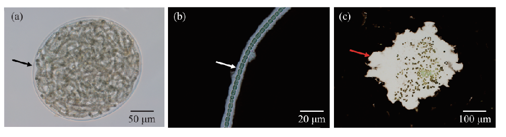 淡水藍(lán)藻膠被生物學(xué)功能及其分子調(diào)控研究進展